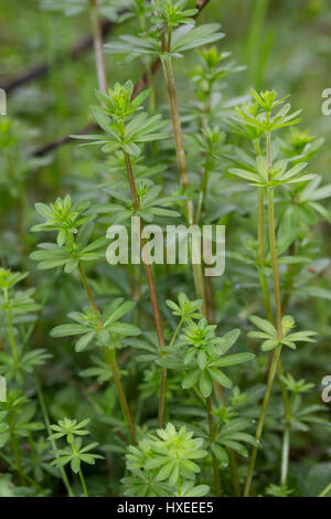 Kleinblütiges Wiesen-Labkraut, Wiesenlabkraut, Blatt, Blätter Vor der Blüte, Gemeines Labkraut, Klein-Wiesen-Labkraut, Galium Mollugo, Hedge Labkraut Stockfoto