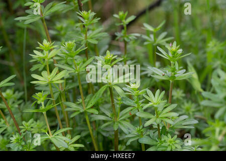 Kleinblütiges Wiesen-Labkraut, Wiesenlabkraut, Blatt, Blätter Vor der Blüte, Gemeines Labkraut, Klein-Wiesen-Labkraut, Galium Mollugo, Hedge Labkraut Stockfoto