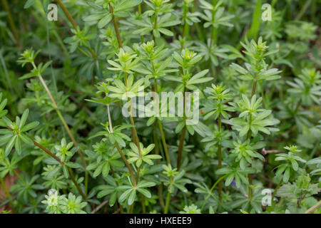 Kleinblütiges Wiesen-Labkraut, Wiesenlabkraut, Blatt, Blätter Vor der Blüte, Gemeines Labkraut, Klein-Wiesen-Labkraut, Galium Mollugo, Hedge Labkraut Stockfoto