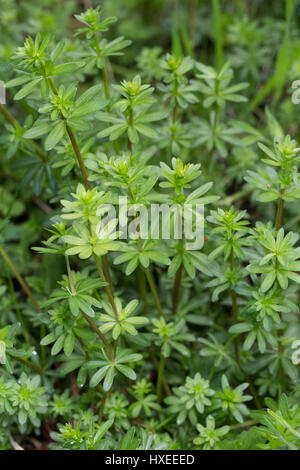 Kleinblütiges Wiesen-Labkraut, Wiesenlabkraut, Blatt, Blätter Vor der Blüte, Gemeines Labkraut, Klein-Wiesen-Labkraut, Galium Mollugo, Hedge Labkraut Stockfoto