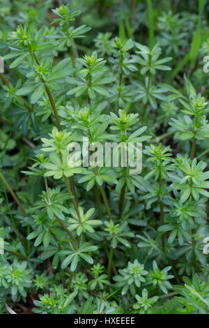 Kleinblütiges Wiesen-Labkraut, Wiesenlabkraut, Blatt, Blätter Vor der Blüte, Gemeines Labkraut, Klein-Wiesen-Labkraut, Galium Mollugo, Hedge Labkraut Stockfoto