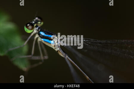 Ein Makro in der Nähe Körper des Auges und Körper schwarz und blau Libelle. Stockfoto