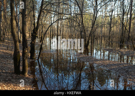 Hight Wasser im Wald, Frühling. Stockfoto