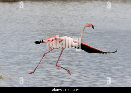 Rosaflamingo ausziehen genommen in der Camargue-France Stockfoto