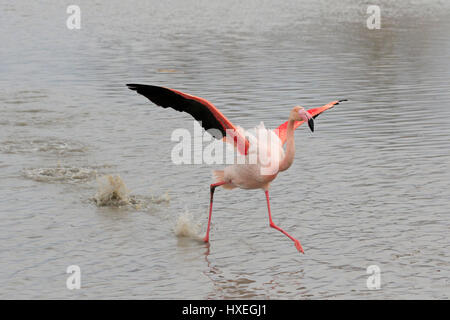 Größere Flamingo Landung genommen in der Camargue-France Stockfoto