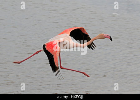 Rosaflamingo ausziehen genommen in der Camargue-France Stockfoto