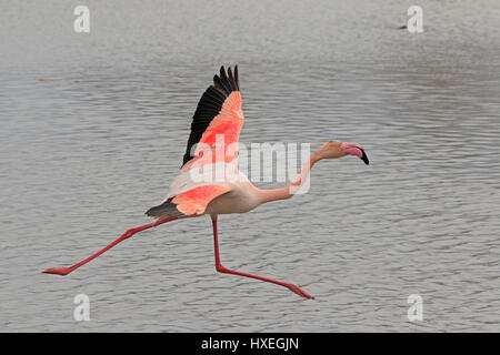 Rosaflamingo ausziehen genommen in der Camargue-France Stockfoto