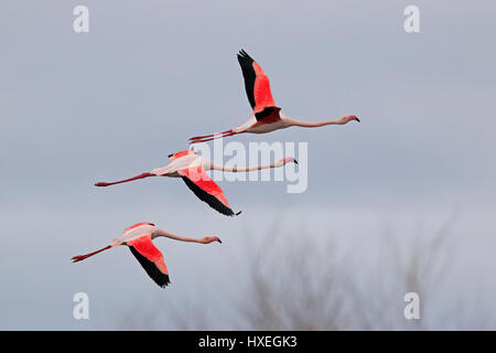 Drei Rosaflamingos im Flug in der Camargue-France Stockfoto