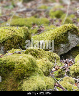 niedrigen Winkel Aufnahme einiger moosigen bewachsene Steine Stockfoto