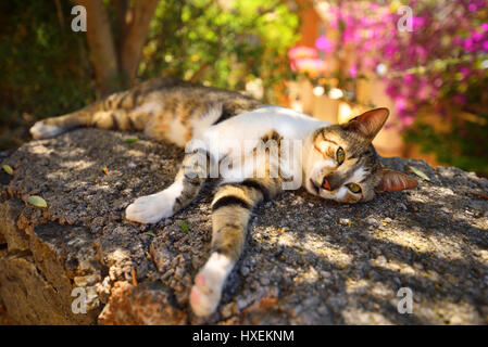 Schönes Dorf cat im Schatten ausruhen an einem heißen Sommertag im Dorf der Dichter - Deia auf Mallorca in Spanien Stockfoto