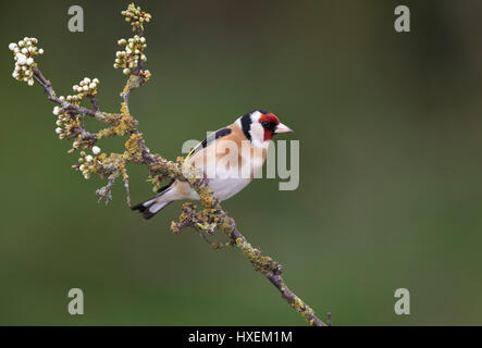 Europäische Stieglitz (Zuchtjahr Zuchtjahr) auf ein blühender Blackthorn Zweig im Frühling 2017, an der Grenze Wales mit Shropshire, uk Stockfoto