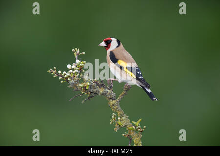 Europäische Stieglitz (Zuchtjahr Zuchtjahr) auf ein blühender Blackthorn Zweig im Frühling 2017, an der Grenze Wales mit Shropshire, uk Stockfoto