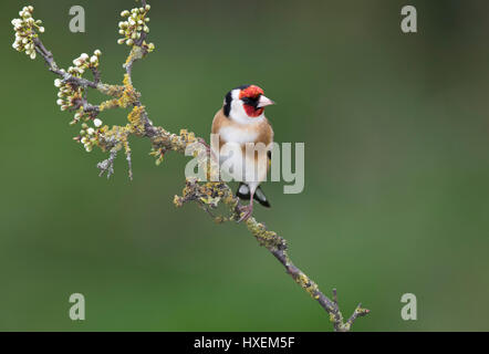 Europäische Stieglitz (Zuchtjahr Zuchtjahr) auf ein blühender Blackthorn Zweig im Frühling 2017, an der Grenze Wales mit Shropshire, uk Stockfoto