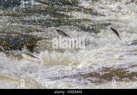 Fisch sprang in Wasserfall und flussaufwärts zum Laichen. Stockfoto