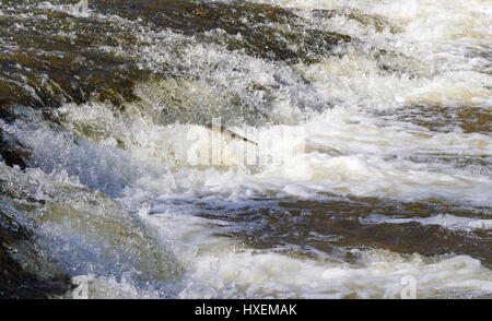 Fisch sprang in Wasserfall und flussaufwärts zum Laichen. Stockfoto