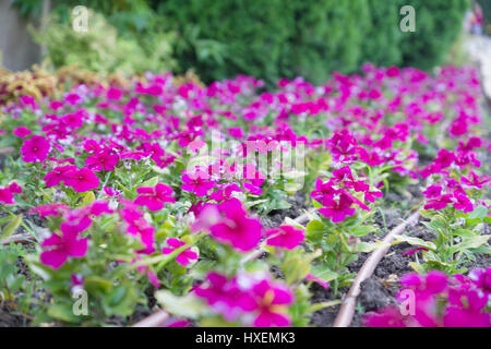 Satz von Blütenknospen auf die Büsche Pastelltöne Stockfoto