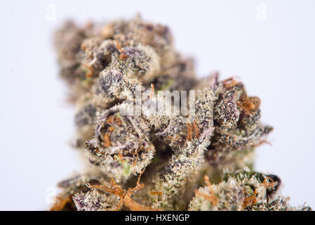 Detail der getrocknete Cannabis Blume (Space-Cookies-Stamm) isoliert auf weißem Hintergrund mit sichtbaren Trichome Stockfoto