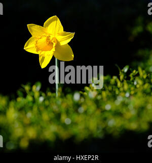 Eine einzelne gelbe Narzisse (Narcissus Pseudonarcissus) Blume in einem englischen Garten Stockfoto