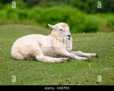 Schaf entspannend in einem Feld auf der Gower-Halbinsel, Süd-Wales (UK) Stockfoto