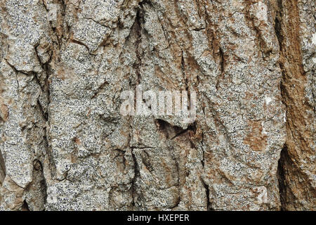 Tiefe Rillen Vollformat Rinde Textur Stockfoto