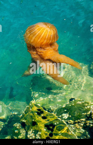 Leuchtend orange Quallen in einem tiefblauen Meer Stockfoto