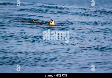 Der hawaiischen Green sea Schildkröte kommt wieder Luft beim Schwimmen im offenen Meer an der Nordküste von Oahu Hawaii Stockfoto