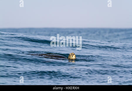 Der hawaiischen Green sea Schildkröte kommt wieder Luft beim Schwimmen im offenen Meer an der Nordküste von Oahu Hawaii Stockfoto