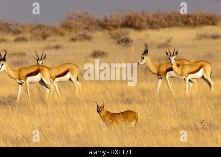 Karakal auf der offenen Ebene vorbei eine Herde Springböcke, Etosha Nationalpark, Namibia Stockfoto