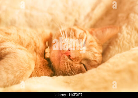 rot Tabby Kätzchen in ein gemütliches Bett - flachen DOF Stockfoto