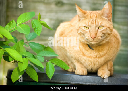 schöne Ingwer Tabby Katze sitzt im Schatten der Garten Laub Stockfoto