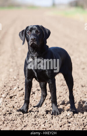 6 Monate alten schwarzen Labrador Retriever Gebrauchshund draußen fotografiert Stockfoto
