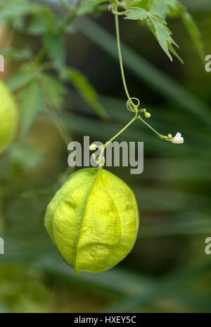 Ballon-Pflanze (Cardiospermum Halicacabum), Heilpflanze, vorkommen Indien Stockfoto