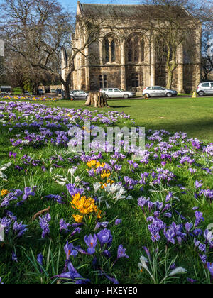 Das alte Schloss jetzt York Minster Library in Deans Park im Frühjahr York Yorkshire England Stockfoto