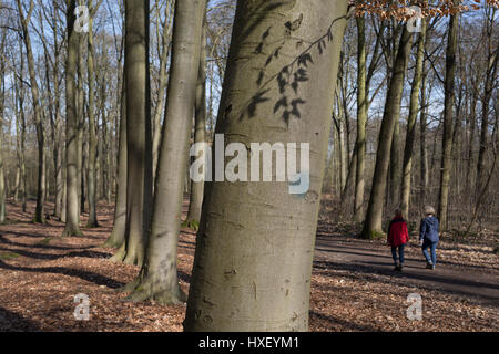 Spaziergänger im Wald, die Bestandteil der Foret de Soignes, am 25. März in Everberg, Belgien. Forêt de Soignes oder Sonian Holz ist ein 4.421-Hektar (10.920-Acre) Wald, der liegt am südöstlichen Rand von Brüssel, Belgien. Der Wald liegt in den flämischen Gemeinden Sint-Genesius-Rode, Hoeilaart, Overijse und Tervuren, in den Gemeinden der Region Brüssel-Hauptstadt von Uccle, Watermael-Boitsfort, Auderghem und Woluwe-Saint-Pierre und die wallonischen Städte La Hulpe und Waterloo. So erstreckt es sich über die drei belgischen Regionen. Stockfoto