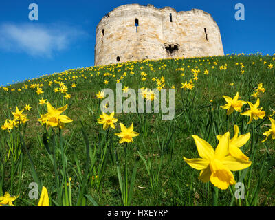 Narzissen auf der Bank am Cliffords Turm im Frühjahr York Yorkshire England Stockfoto