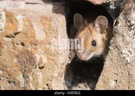 Hausmaus (Mus Musculus) suchen aus einem Loch im Stein Mauer, Deutschland Stockfoto