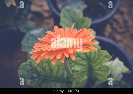 Orange Transvaal Gänseblümchen, Gerbera Blume Stockfoto