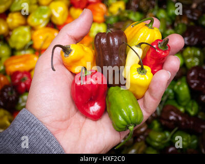 Mann hält einige der heißesten Chili Peppers. Stockfoto