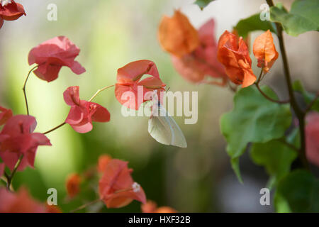 Weiß Schmetterling mit Bougainvillea, Veliko Turnovo, die Insel Sansibar, Tansania, Afrika Stockfoto