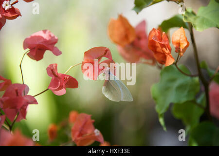 Weiß Schmetterling mit Bougainvillea, Veliko Turnovo, die Insel Sansibar, Tansania, Afrika Stockfoto