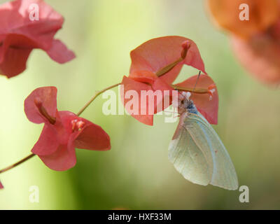 Weiß Schmetterling mit Bougainvillea, Veliko Turnovo, die Insel Sansibar, Tansania, Afrika Stockfoto