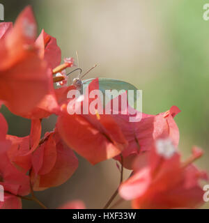 Weiß Schmetterling mit Bougainvillea, Veliko Turnovo, die Insel Sansibar, Tansania, Afrika Stockfoto