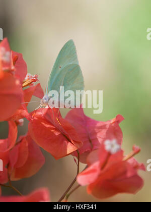 Weiß Schmetterling mit Bougainvillea, Veliko Turnovo, die Insel Sansibar, Tansania, Afrika Stockfoto