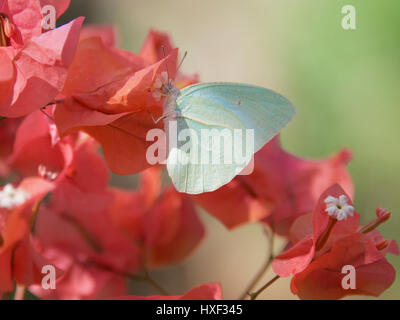 Weiß Schmetterling mit Bougainvillea, Veliko Turnovo, die Insel Sansibar, Tansania, Afrika Stockfoto