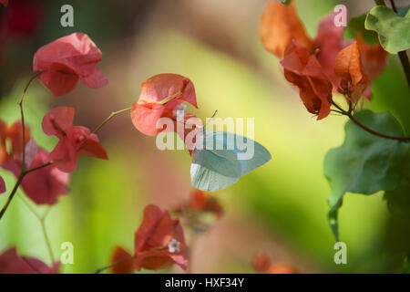 Weiß catopsilia Florella afrikanischen Migranten Schmetterling mit Bougainvillea, Veliko Turnovo, die Insel Sansibar, Tansania, Afrika Stockfoto