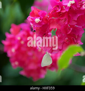 Weiß Schmetterling mit Bougainvillea, Veliko Turnovo, die Insel Sansibar, Tansania, Afrika Stockfoto