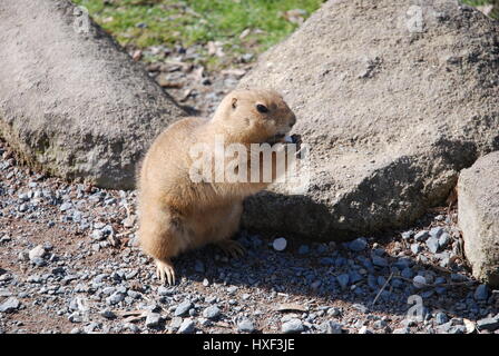 Eine Erwachsene Murmeltier Essen. Stockfoto