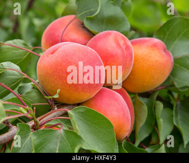 Die Rebsorte „Robada“ reift auf dem Ast (Prunus armeniaca). Stockfoto