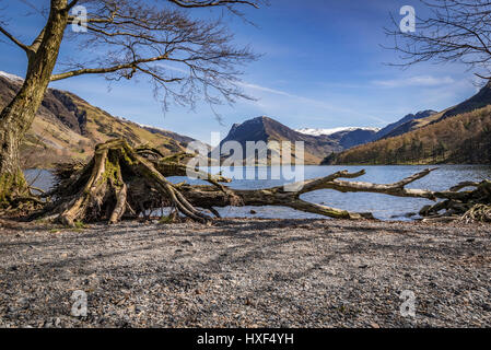 Lake District, Cumbria Buttermere toter Baum Fleetwith Hecht im Hintergrund Stockfoto