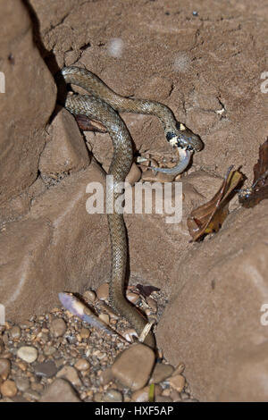 Ringelnatter (Natrix Natrix) einen gefangenen Fisch zu essen. Stockfoto